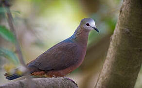 Pigeon à masque blanc