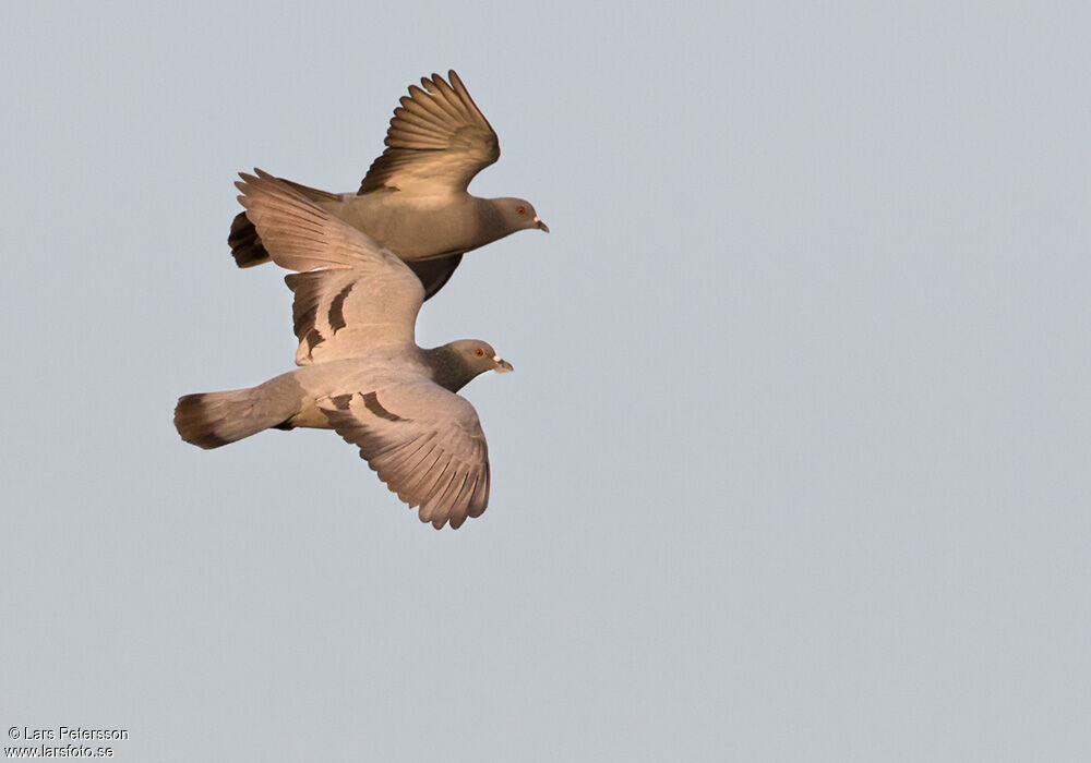 Rock Dove