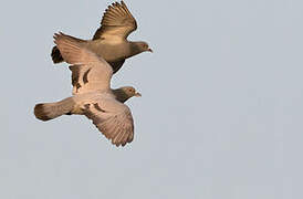 Rock Dove