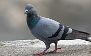 Pigeon biset
