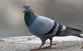 Pigeon biset