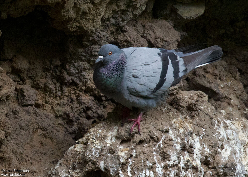 Rock Dove