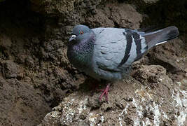 Rock Dove