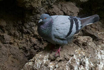 Pigeon biset