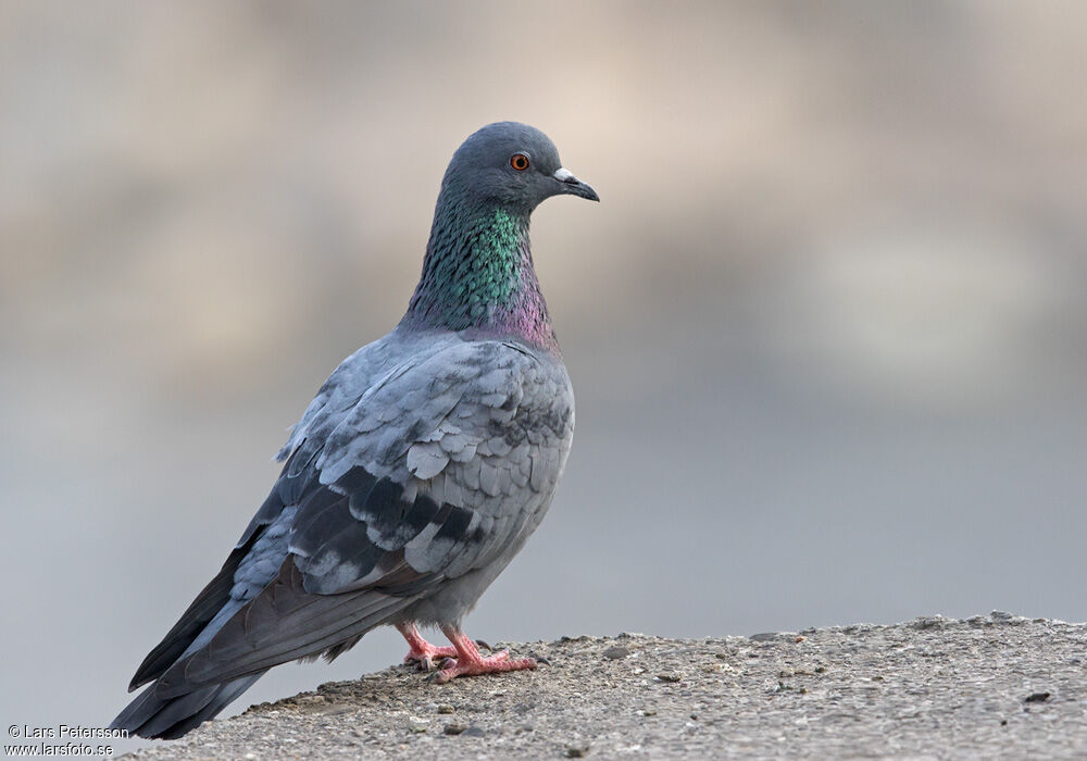 Rock Dove