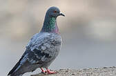 Pigeon biset