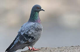 Rock Dove