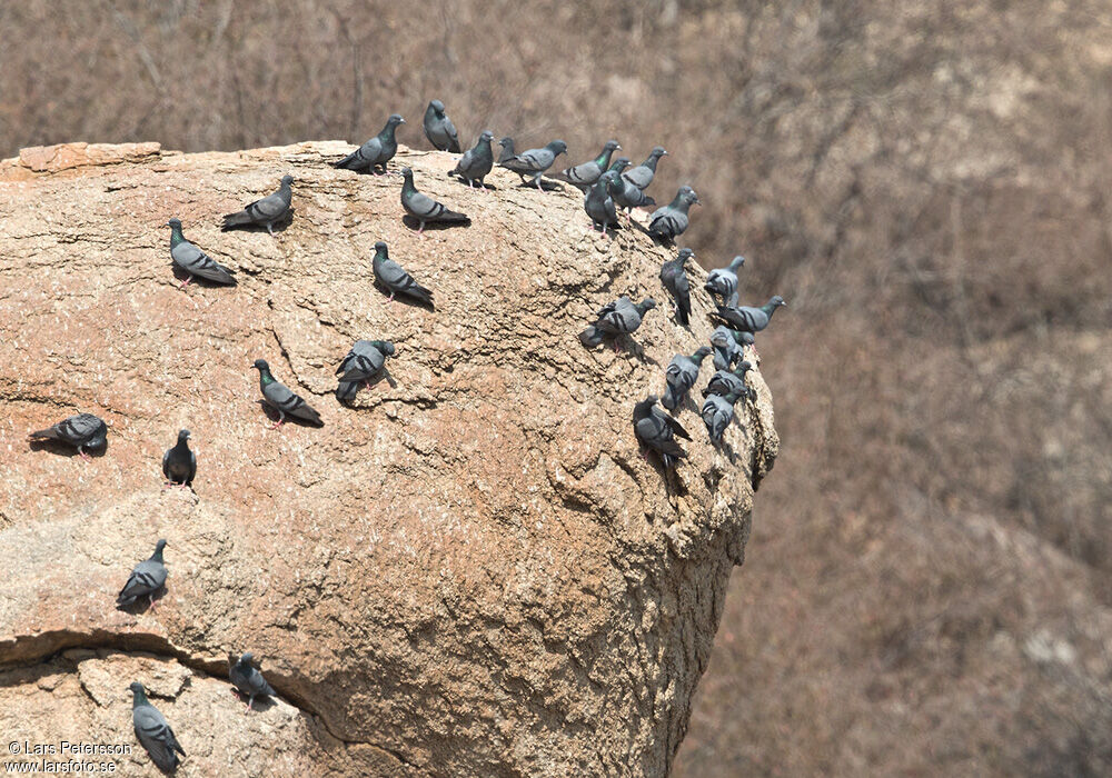 Rock Dove