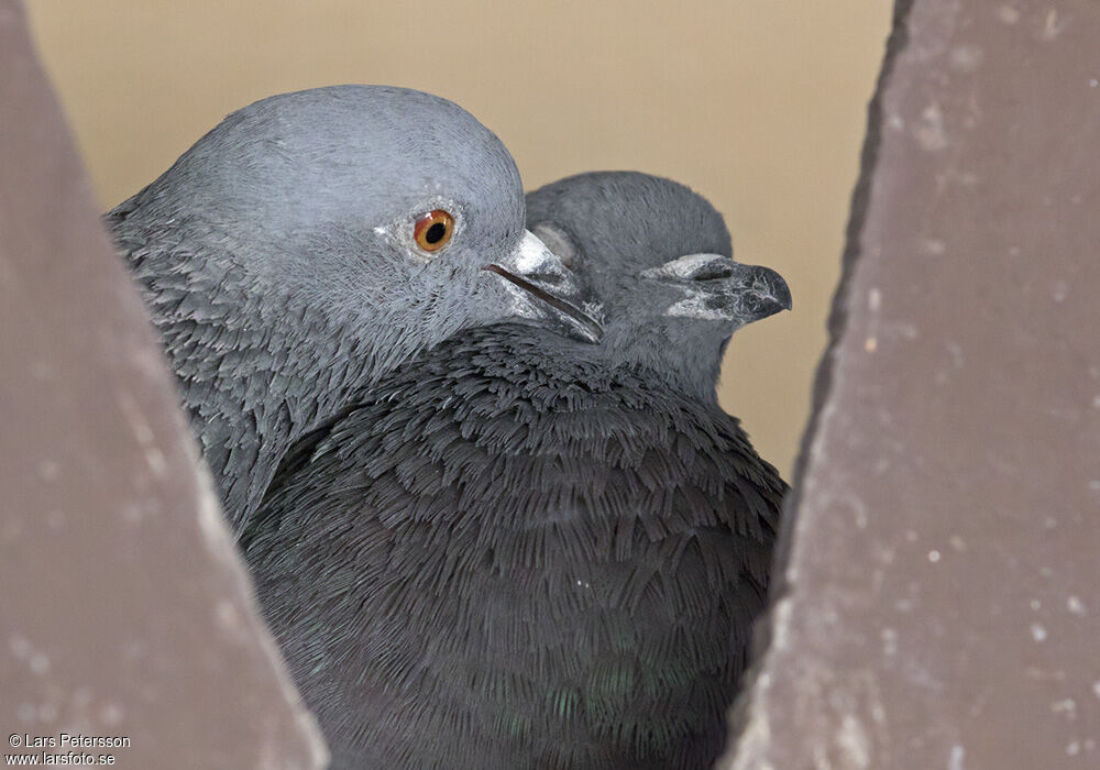 Rock Dove