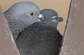 Rock Dove