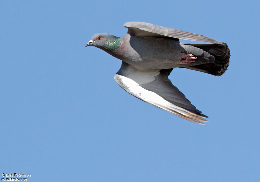 Rock Dove