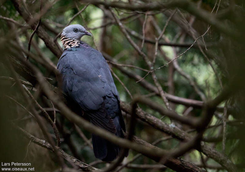Pigeon cendréadulte, identification