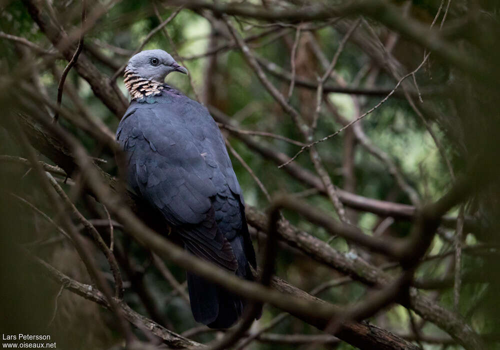 Ashy Wood Pigeonadult, identification