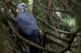 Ashy Wood Pigeon