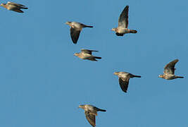 Stock Dove