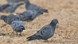 Yellow-eyed Pigeon