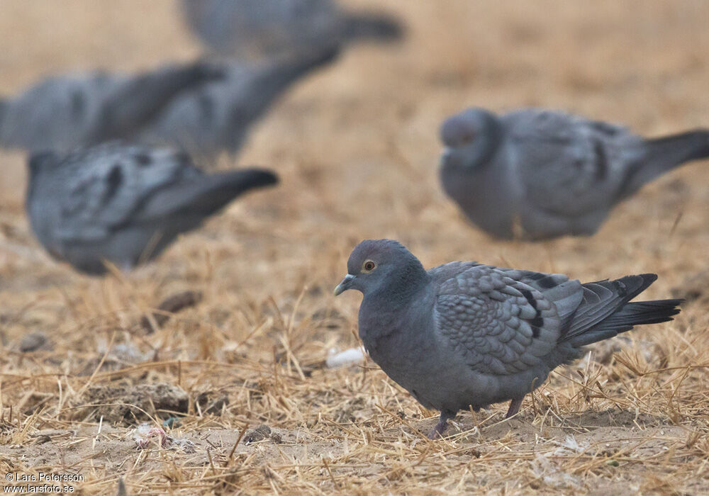 Yellow-eyed Pigeon