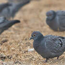Pigeon d'Eversmann