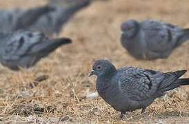 Yellow-eyed Pigeon