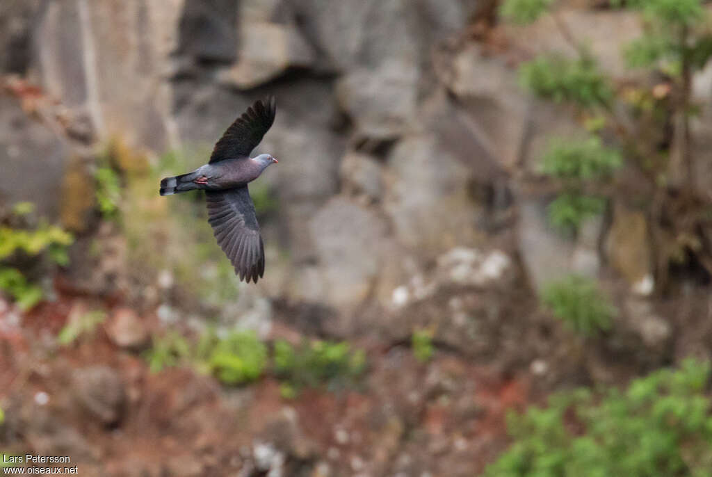 Pigeon de Bolleadulte, Vol