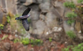 Bolle's Pigeon