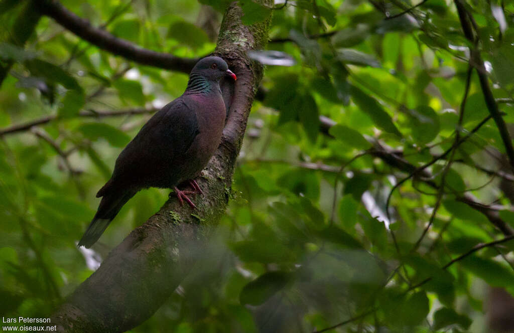 Pigeon de Bolleadulte, habitat, pigmentation