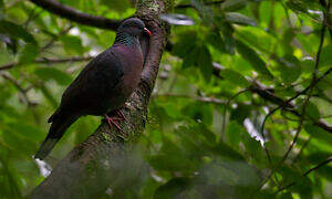 Pigeon de Bolle