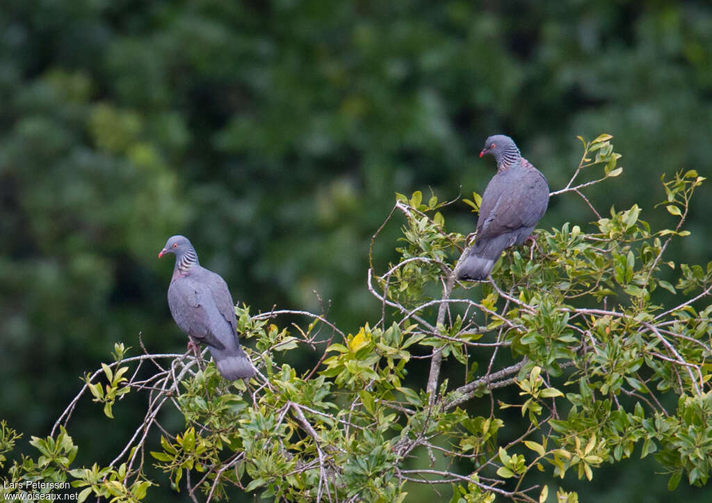 Pigeon de Bolleadulte, habitat, pigmentation