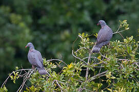 Bolle's Pigeon