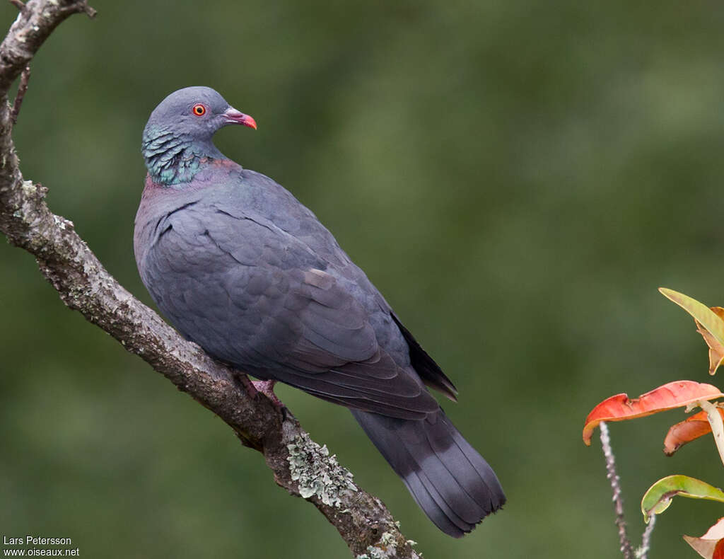 Bolle's Pigeonadult breeding, identification