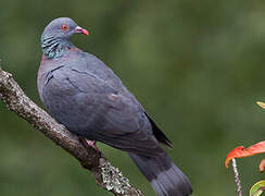 Bolle's Pigeon