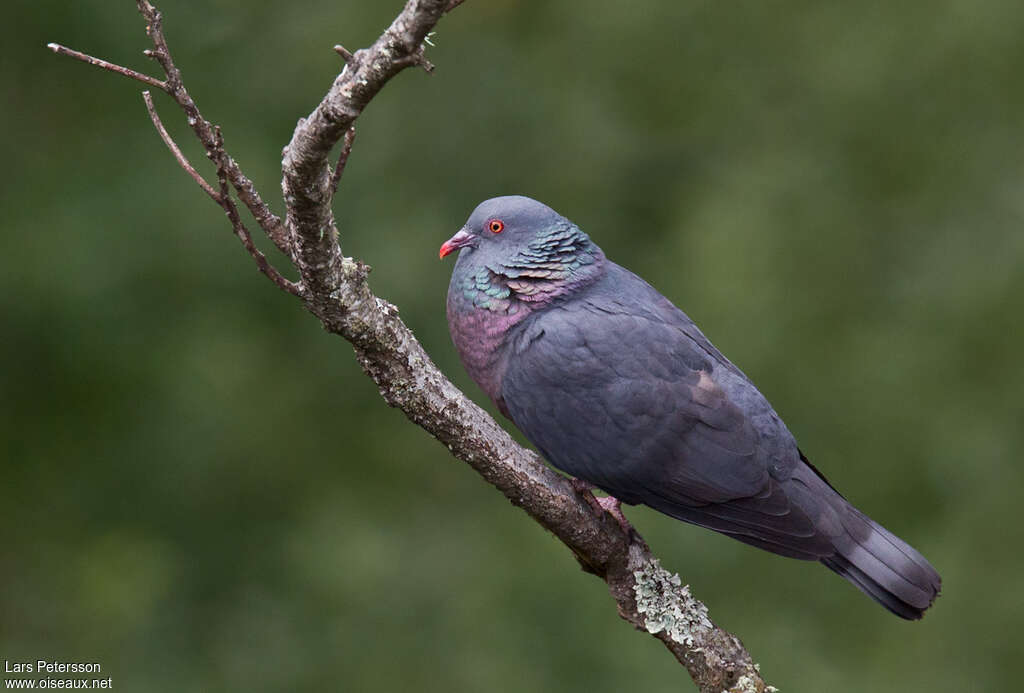 Pigeon de Bolleadulte, composition, chant