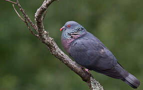 Bolle's Pigeon