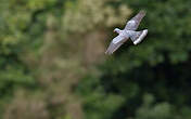 Pigeon de Bolle