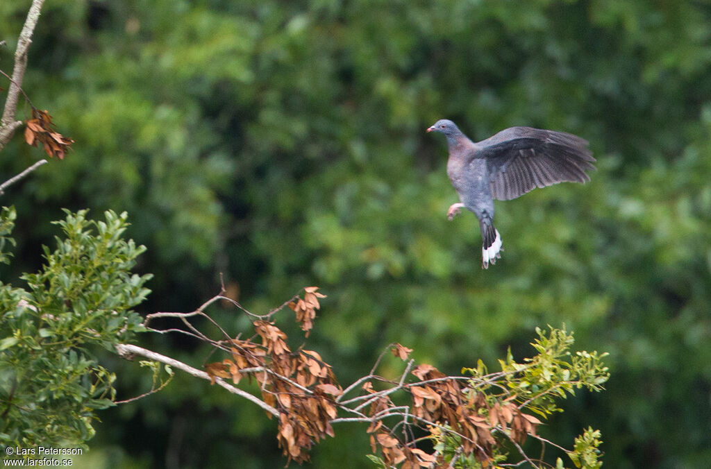 Bolle's Pigeon