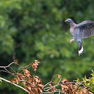 Pigeon de Bolle