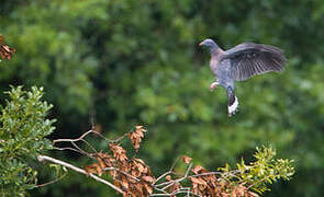 Bolle's Pigeon