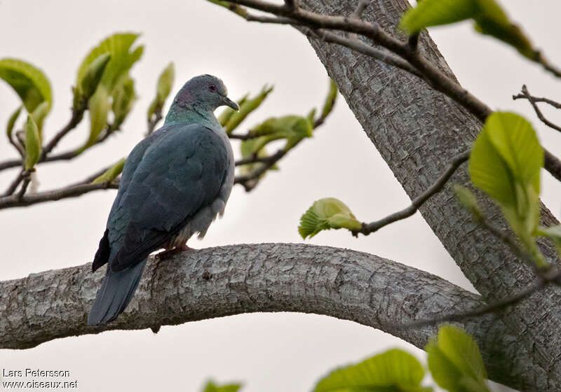 Pigeon de Malherbeadulte, identification