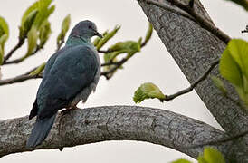 Island Bronze-naped Pigeon