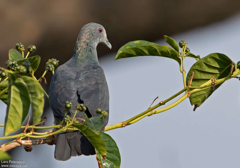 Island Bronze-naped Pigeonadult, aspect