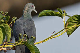 Island Bronze-naped Pigeon