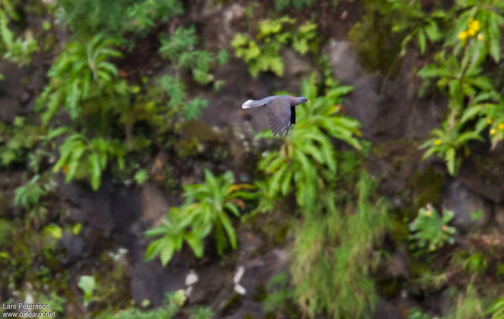 Laurel Pigeonadult, Flight