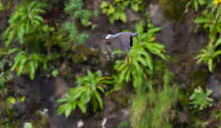 Laurel Pigeon