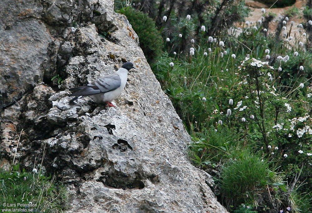 Snow Pigeon