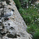 Pigeon des neiges