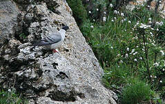 Pigeon des neiges