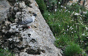 Snow Pigeon