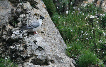 Pigeon des neiges