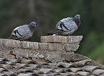 Pigeon des rochers