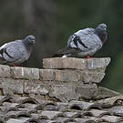 Pigeon des rochers